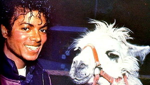 mj-s-llama.jpg