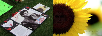 Sunflowers-from-Iran.jpg